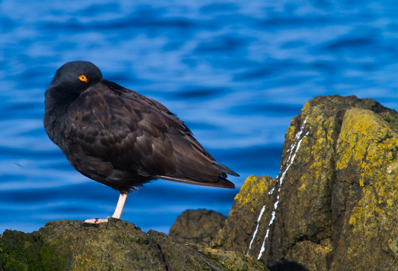 Black Oystercatcher